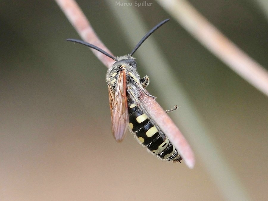 Scoliidae: Colpa sexmaculata, maschio.